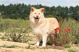 CHIEN FINNOIS DE LAPONIE 437